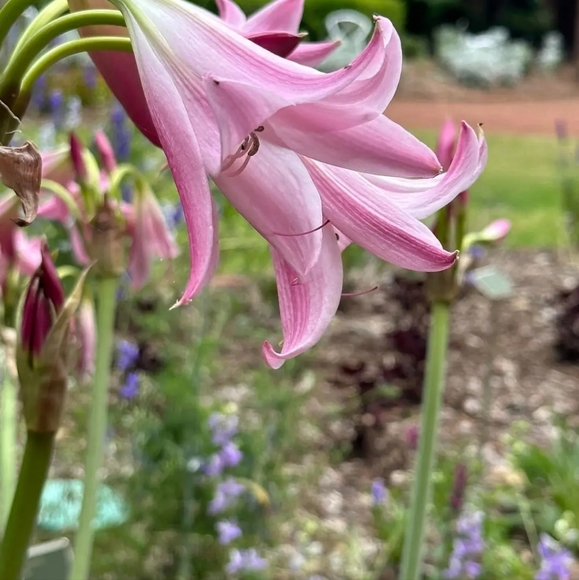 🔥 LIVE EVERYDAY SHARE SHOW  LUX AND DESIGNER BAGS  ⬇️STARTS 🔥 TONITE AT 11 PM - Picture 7 of 8